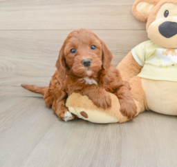 6 week old Mini Irish Doodle Puppy For Sale - Puppy Love PR
