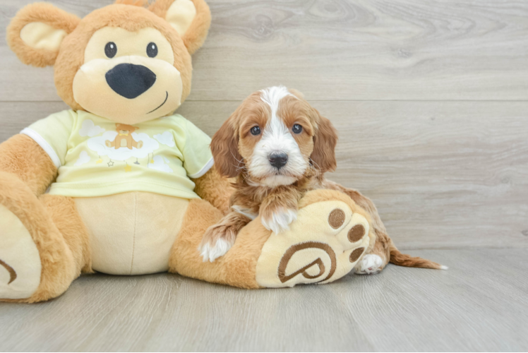 Meet Hardy - our Mini Irish Doodle Puppy Photo 1/3 - Puppy Love PR Mini Irish Doodle Puppy for Adoption