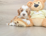 6 week old Mini Irish Doodle Puppy For Sale - Puppy Love PR
