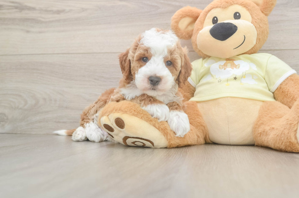 6 week old Mini Irish Doodle Puppy For Sale - Puppy Love PR