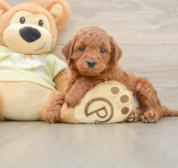 6 week old Mini Irish Doodle Puppy For Sale - Puppy Love PR