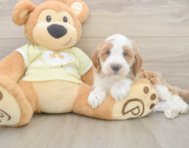 6 week old Mini Irish Doodle Puppy For Sale - Puppy Love PR