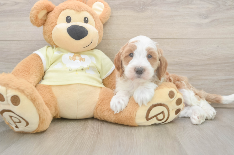 6 week old Mini Irish Doodle Puppy For Sale - Puppy Love PR