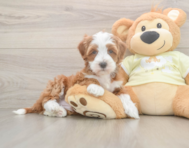 6 week old Mini Irish Doodle Puppy For Sale - Puppy Love PR
