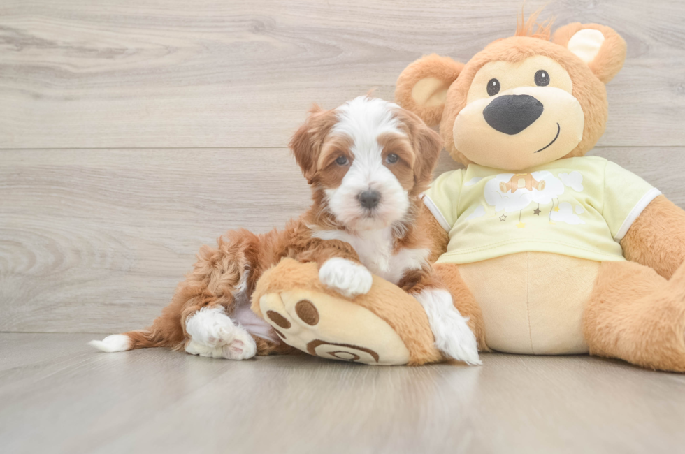 6 week old Mini Irish Doodle Puppy For Sale - Puppy Love PR