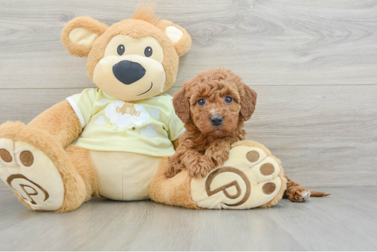 Meet Heidi - our Mini Irish Doodle Puppy Photo 1/3 - Puppy Love PR Smart Mini Irish Doodle Poodle Mix Pup
