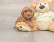 6 week old Mini Irish Doodle Puppy For Sale - Puppy Love PR