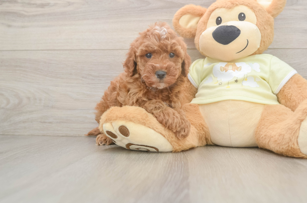 6 week old Mini Irish Doodle Puppy For Sale - Puppy Love PR