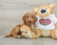 5 week old Mini Irish Doodle Puppy For Sale - Puppy Love PR