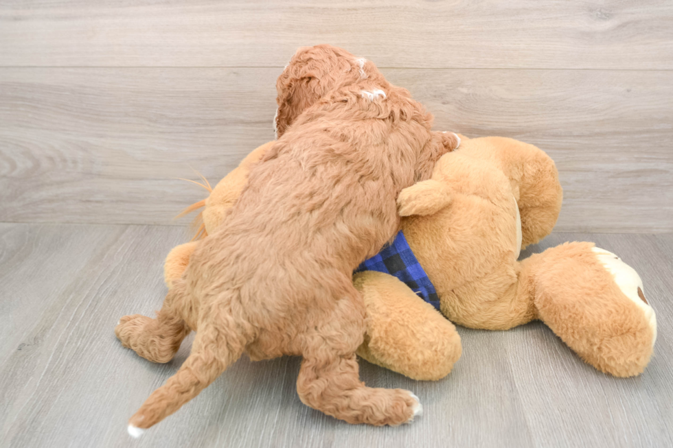 Mini Irish Doodle Pup Being Cute