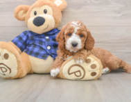 6 week old Mini Irish Doodle Puppy For Sale - Puppy Love PR