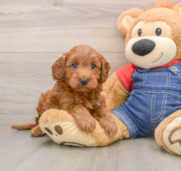 6 week old Mini Irish Doodle Puppy For Sale - Puppy Love PR