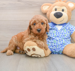 7 week old Mini Irish Doodle Puppy For Sale - Puppy Love PR