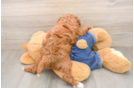 Mini Irish Doodle Puppy for Adoption