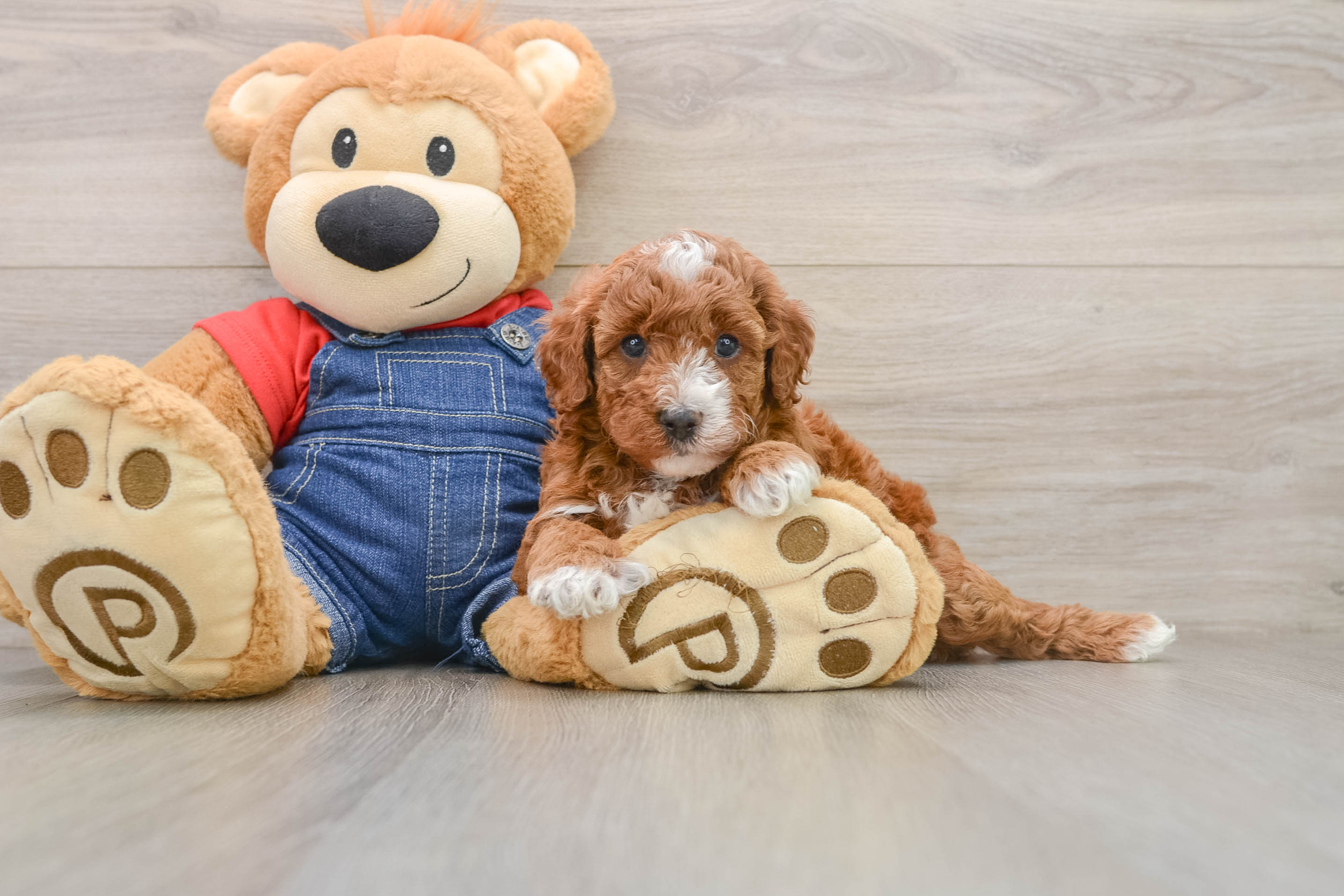 Mini Irish Doodle Pup Being Cute