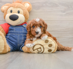 6 week old Mini Irish Doodle Puppy For Sale - Puppy Love PR