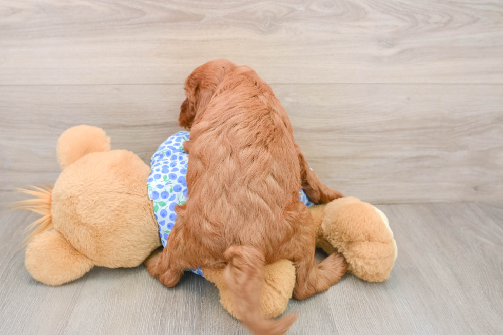 Mini Irish Doodle Pup Being Cute