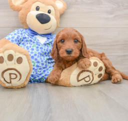 7 week old Mini Irish Doodle Puppy For Sale - Puppy Love PR