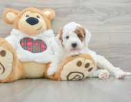 5 week old Mini Irish Doodle Puppy For Sale - Puppy Love PR