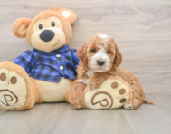 6 week old Mini Irish Doodle Puppy For Sale - Puppy Love PR