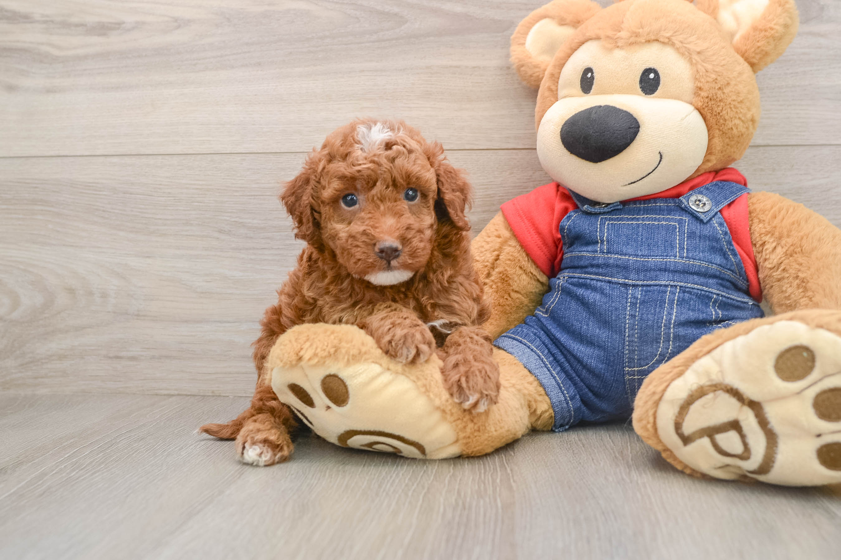 Hypoallergenic Irish Setterpoo Poodle Mix Puppy