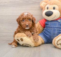 5 week old Mini Irish Doodle Puppy For Sale - Puppy Love PR