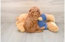Hypoallergenic Setterdoodle Poodle Mix Puppy