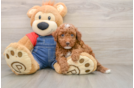Mini Irish Doodle Puppy for Adoption