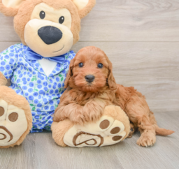 7 week old Mini Irish Doodle Puppy For Sale - Puppy Love PR