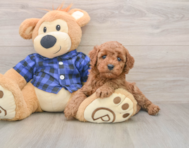 6 week old Mini Irish Doodle Puppy For Sale - Puppy Love PR