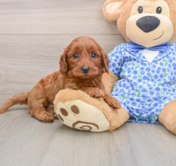7 week old Mini Irish Doodle Puppy For Sale - Puppy Love PR