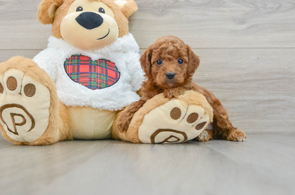 5 week old Mini Irish Doodle Puppy For Sale - Puppy Love PR