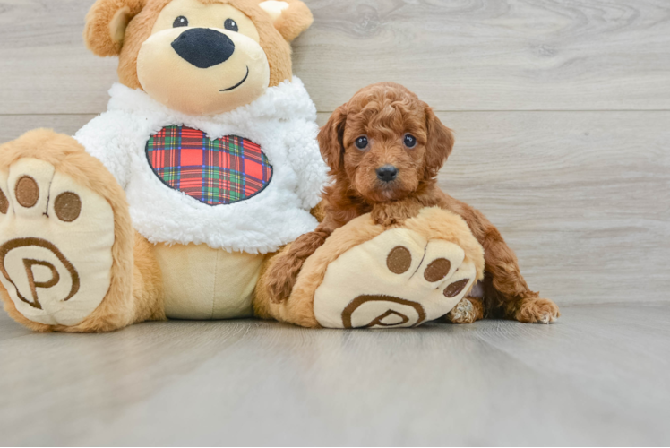 Meet Judith - our Mini Irish Doodle Puppy Photo 1/3 - Puppy Love PR Mini Irish Doodle Puppy for Adoption