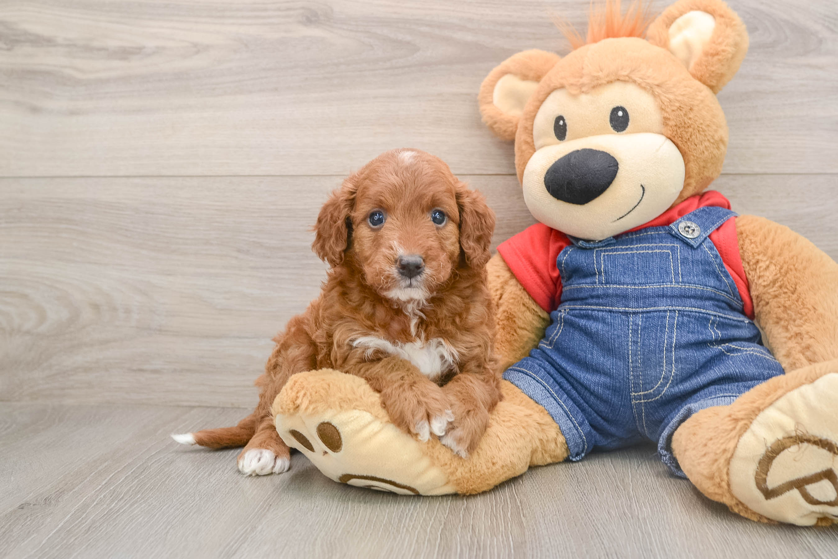 Hypoallergenic Irish Poodle Poodle Mix Puppy