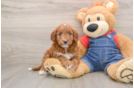 Hypoallergenic Irish Poodle Poodle Mix Puppy