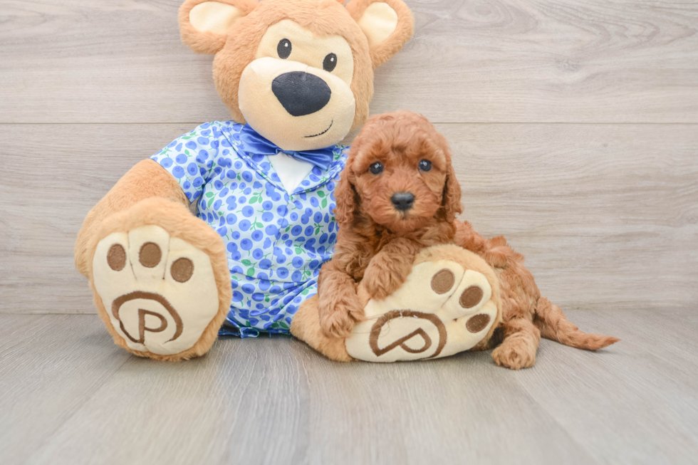 Popular Mini Irish Doodle Poodle Mix Pup