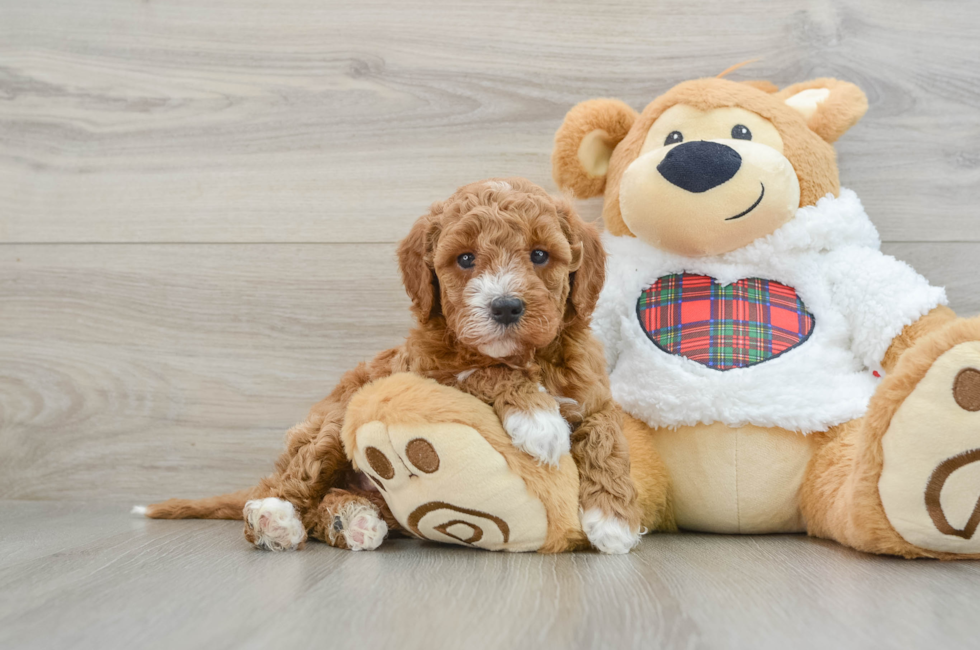 5 week old Mini Irish Doodle Puppy For Sale - Puppy Love PR