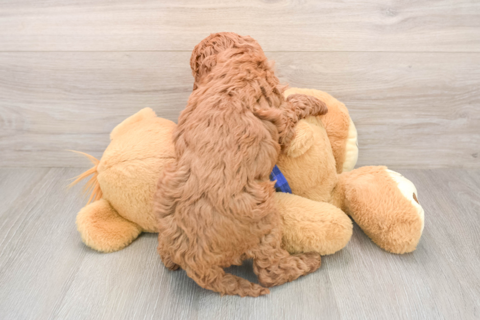 Mini Irish Doodle Puppy for Adoption