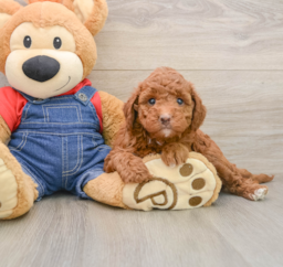 6 week old Mini Irish Doodle Puppy For Sale - Puppy Love PR