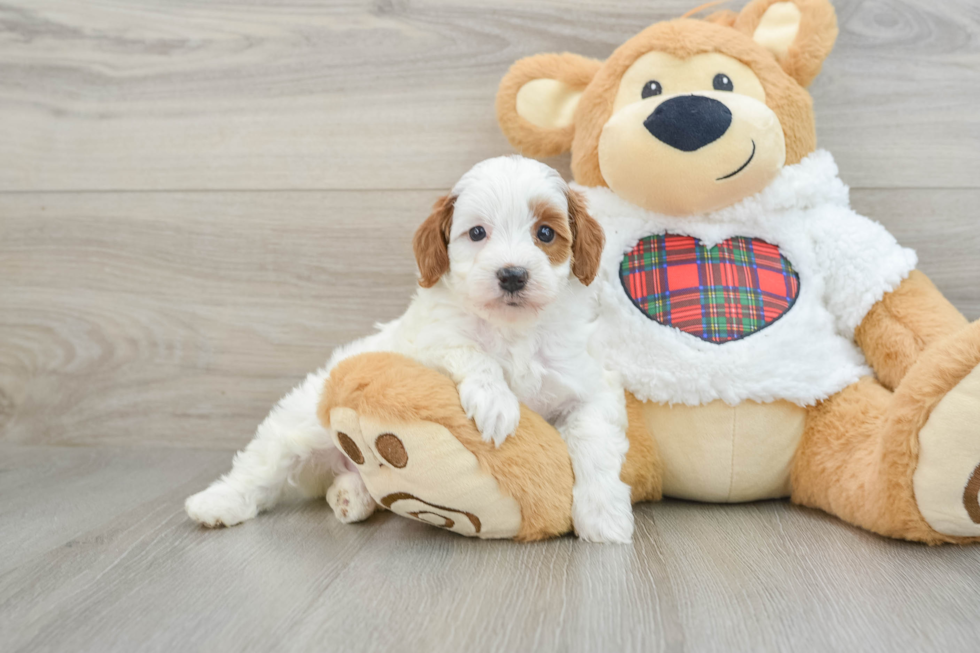 Fluffy Mini Irish Doodle Poodle Mix Pup