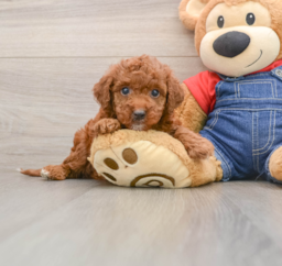 6 week old Mini Irish Doodle Puppy For Sale - Puppy Love PR