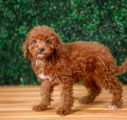 9 week old Mini Irish Doodle Puppy For Sale - Puppy Love PR