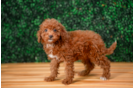 Mini Irish Doodle Pup Being Cute