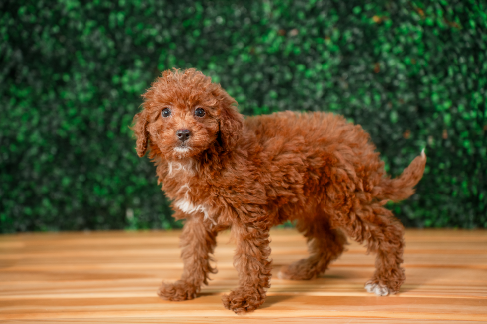 Mini Irish Doodle Pup Being Cute
