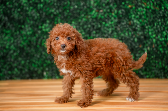 Mini Irish Doodle Pup Being Cute