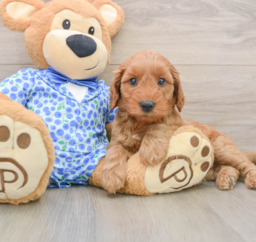 9 week old Mini Irish Doodle Puppy For Sale - Puppy Love PR