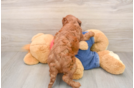 Mini Irish Doodle Pup Being Cute
