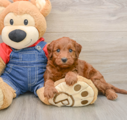 7 week old Mini Irish Doodle Puppy For Sale - Puppy Love PR
