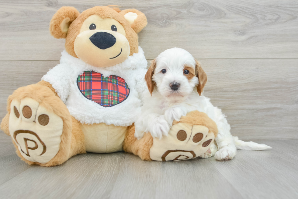 Hypoallergenic Irish Poodle Poodle Mix Puppy