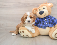 6 week old Mini Irish Doodle Puppy For Sale - Puppy Love PR